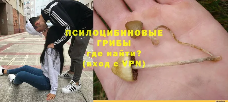 закладки  Мичуринск  Псилоцибиновые грибы Psilocybine cubensis 